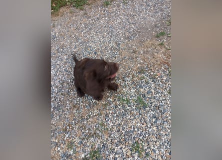 Labradoodle Welpen