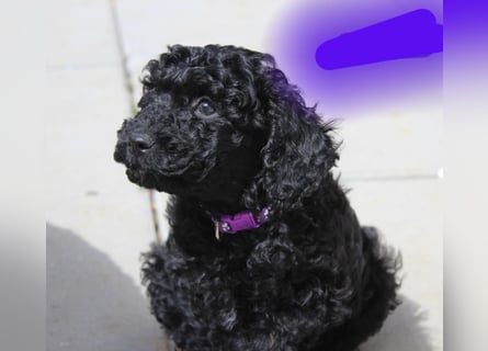 Cockapoo bereit zum Lieben!  - Schenken Sie sich selbst bedingungslose Liebe –