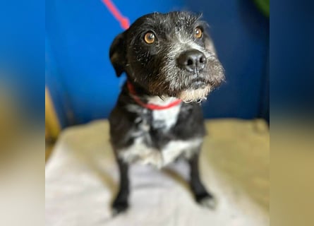(R) ❤️ liebe Schmusemaus LUCY - 8,5 Jahre, 45cm/18kg - Schnauzer-Mix