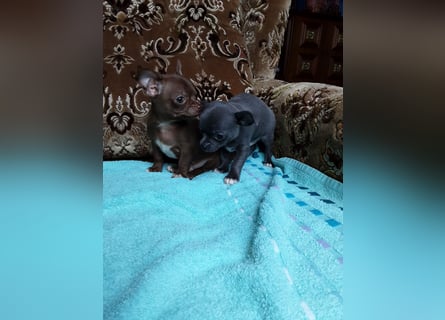 Reinrassige Chihuahua Welpen, Papiere, verkaufen