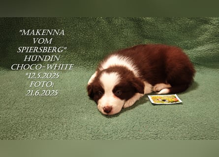 Border Collie-Welpen , black-,choco-,red-white und red-,black-merle