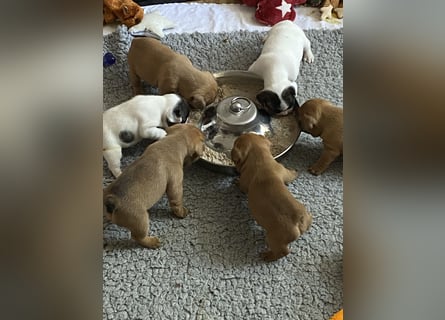 Bullys aus kontrollierter VDH-Zucht