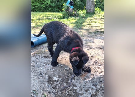 schwarze Schäferhunde aus Leistungszucht