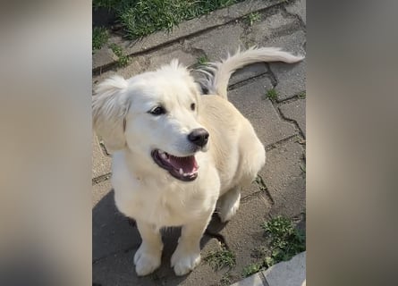 Wunderschöne Goldene Retriever Hündin - 6 Monate