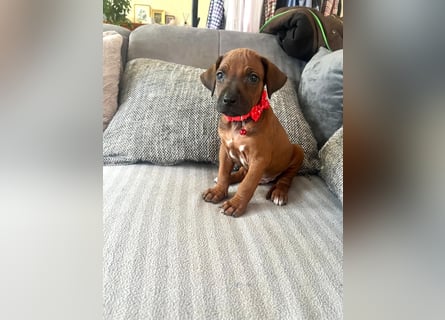 Rhodesien Ridgeback Welpen