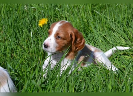 Sportlicher Familienhund - Irish Red and White Setter