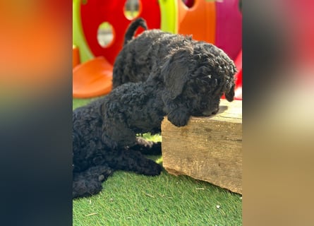 Goldendoodle F1b