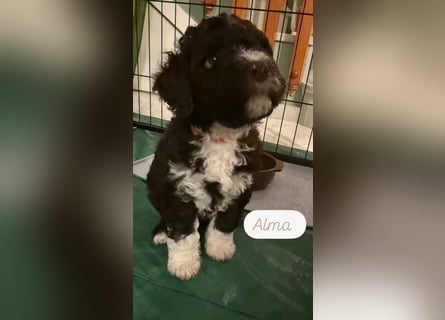 Lagotto Romagnolo Welpen reinrassige