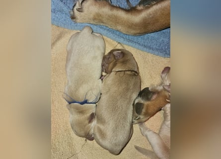 Labrador Welpen mit Ahnenpass