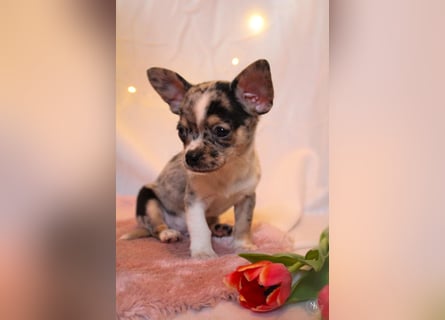Chihuahuawelpen