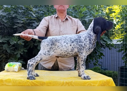 Braque d'Auvergne (Auvergne Vorstehhund) Welpe