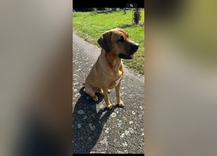 Wurf Cane Corso/Flat & Broholmer