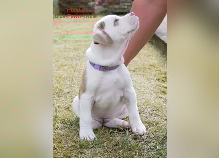 Einzigartige Bully Welpen
