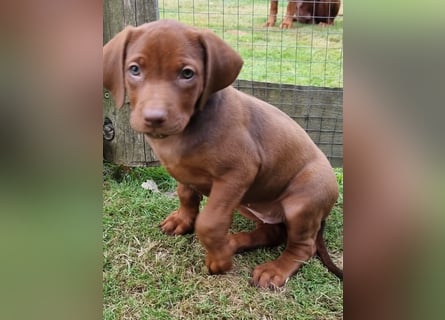 Rhodesian Ridgeback Welpen mit Papieren -Livernose-