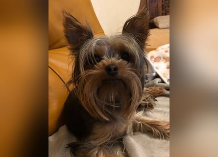 Reinrassige, bezaubernd schöne Yorkshire Terrier Welpen zu verkaufen