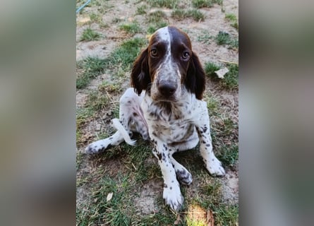 English setter Rüde
