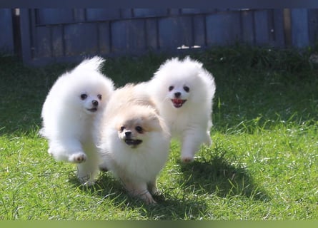 Zwei kleine Eisbären Zwergspitz Pomeranian suchen Kuschelpartner