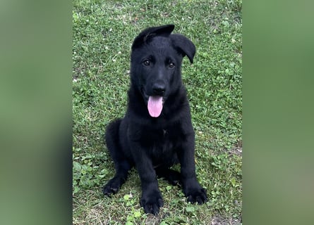 Typvolle Schäferhund Welpen aus Kör und Leistungszucht  abzugeben.