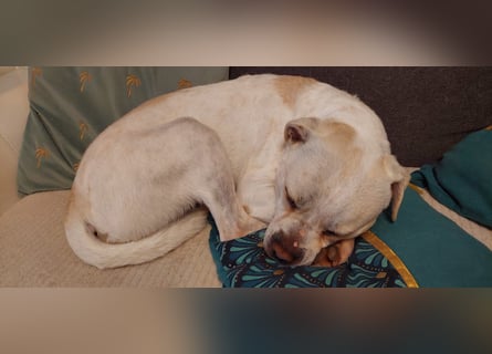Argus – ein ganz lieber Kerl