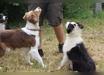 Australian Shepherd ASCA Welpen