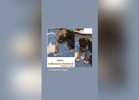 Deutsche Doggen Welpen US Linie Sonderfarben