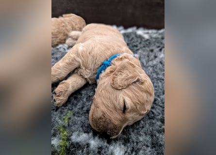 Goldendoodle medium mit Papieren und Ahnentafel