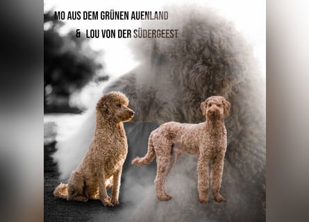 Grosspudel Königspudel Pudelwelpen