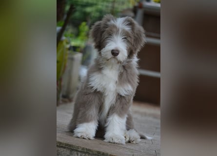 · BEARDED COLLlE WELPEN  · Ein faible für das Besondere!
