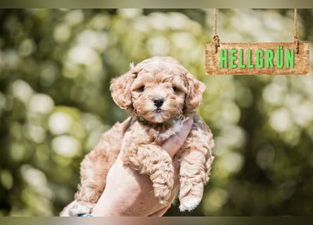 5 Wunderschöne Maltipoo-Welpen suchen ein neues, liebevolles Zuhause!