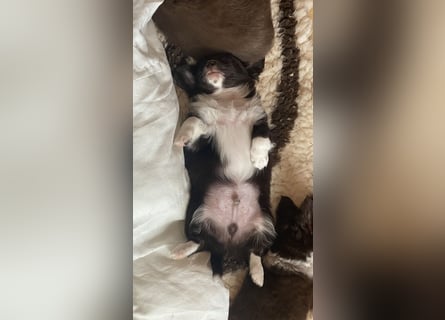 Langhaar-Chihuahuas mit Ahnentafel in schoko (weiß)