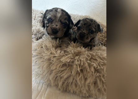 Chihuahua mix Welpen