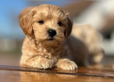 Rarität. Echte Teddybär Maltipoo Welpen in tollem Apricot abzugeben. Malteser/Pudel