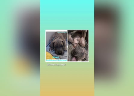 Deutsche Doggen Welpen US Linie Sonderfarben