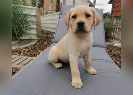 Reinrassige Labradorwelpin hell