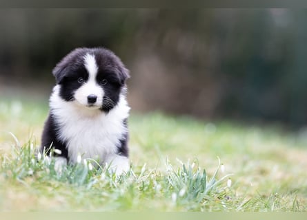 Australian Shepherd Welpen mit ASCA Papieren