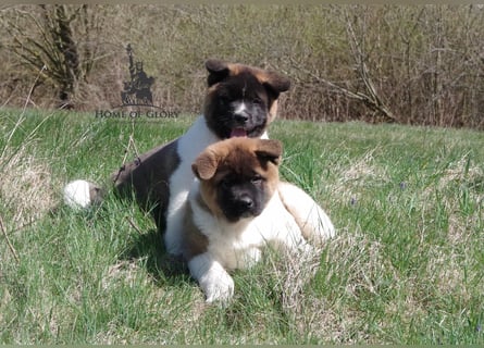 Echte reinrassiger American Akita Hündin