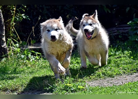 Zuchtstätte Silberglanz- C-Wurf / Alaskan Malamute Welpen - 3 Weibchen/2 Rüden