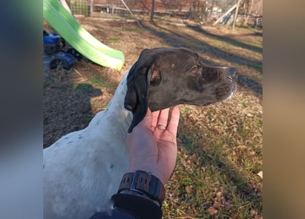 Kunta Kinte - ein ganz besonderer, freundlicher und gehorsamer Hund sucht ein liebevolles Zuhause