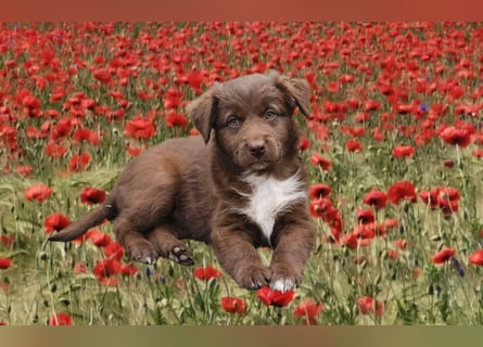 Australian Shepherd Welpen