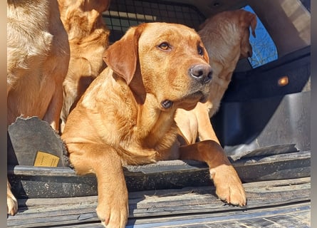 Labrador Welpen foxred, aus der Arbeitslinie
