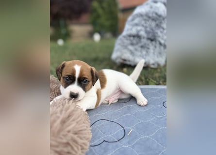 Jack Russel Terrier Welpen mit Stammbaum