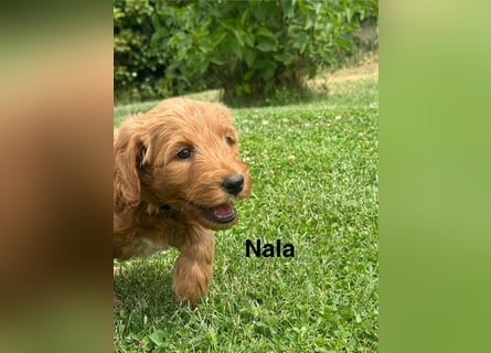 Aussiedoodle / Aussiepoo  F1b