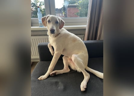 Aufgeweckter Junghund Bueno sucht erfahrene Hände