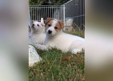Canaan Dog-Welpe (Kanaan-Hund)