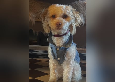 Maltipoo Welpen