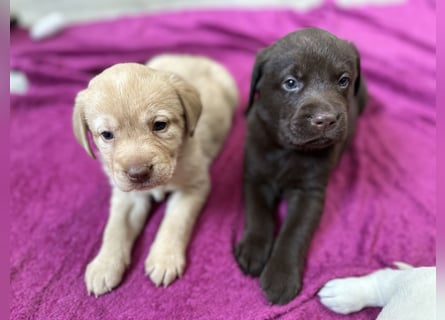 Labrador Retriever Labbi Welpen