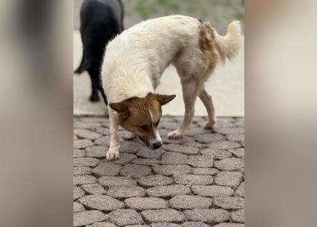 Adel – für Menschen, die lieber einen Hund richtig lieben als zwei halb“