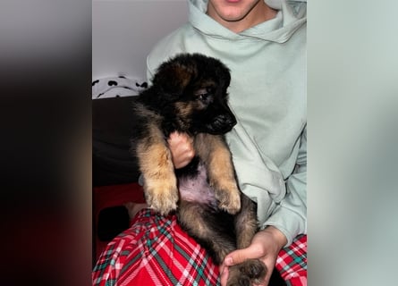 Deutsche Schäferhund Welpen  - Berlin Nähe