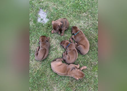 Rhodesian Ridgeback Welpen mit Papieren -Livernose-