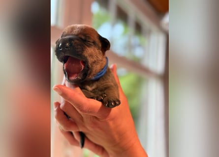 Wurf Cane Corso/Flat & Broholmer